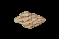 藏品(紫口旋螺)的圖片